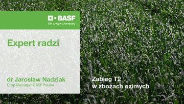 zabieg T2 w zbożach